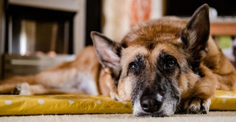 30 Ways Dogs Adapt to Aging and Senior Life