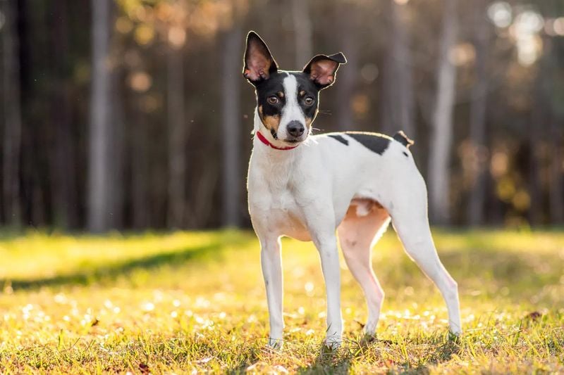 Rat Terrier
