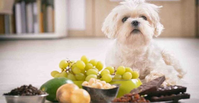 35 Human Foods You Should Never Let Your Dog Eat
