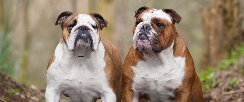 English Bulldog