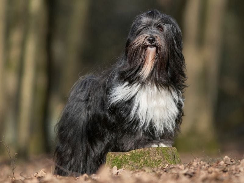 Tibetan Terrier