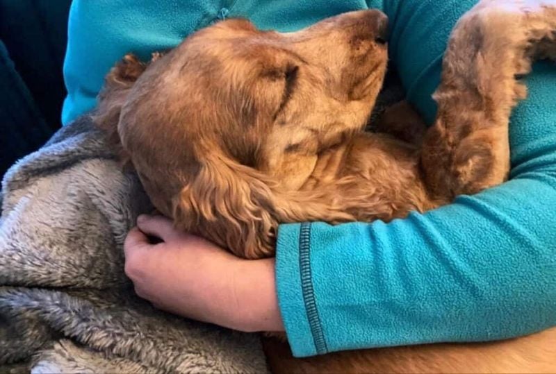 Cocker Spaniel: Silky Cuddle Expert