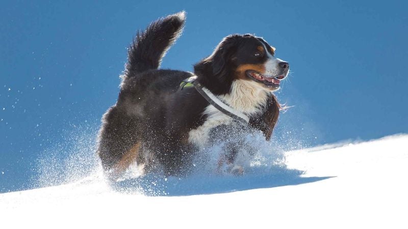 Bernese Mountain Dog: The Gentle Giant Explorer