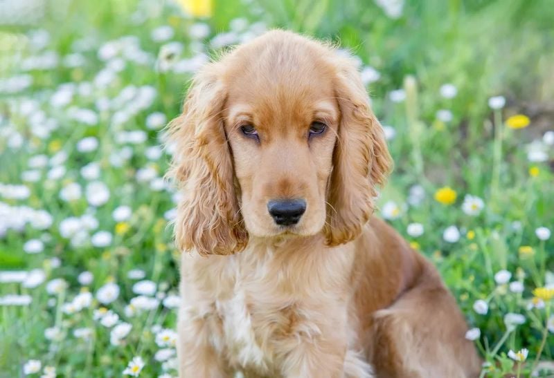 Cocker Spaniel: The Soulful-Eyed Healer