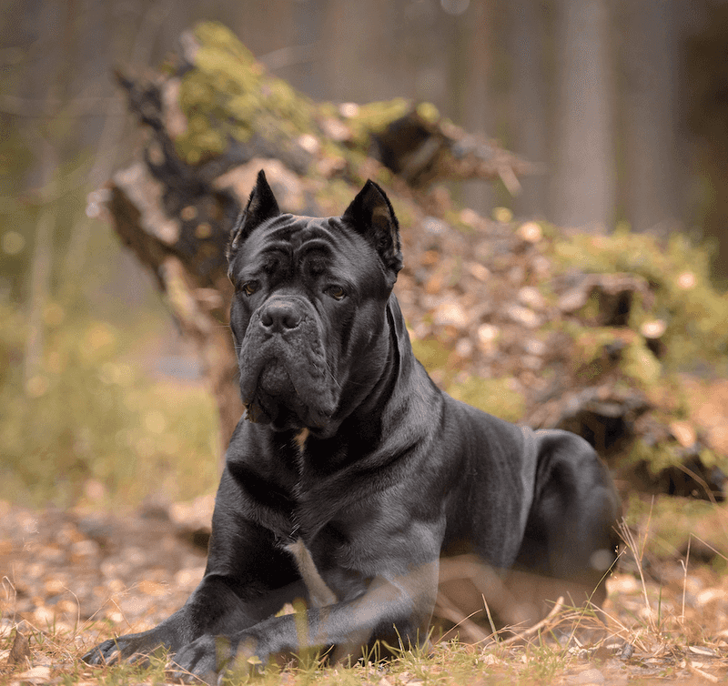 Cane Corso