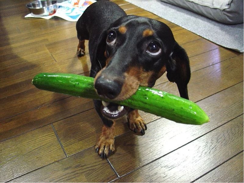 Cucumber
