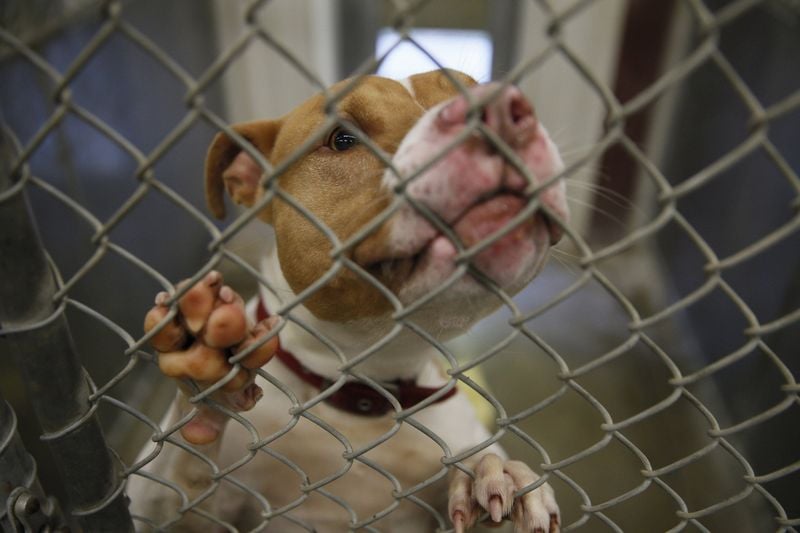 Shelter Discrimination Creates Heartbreak