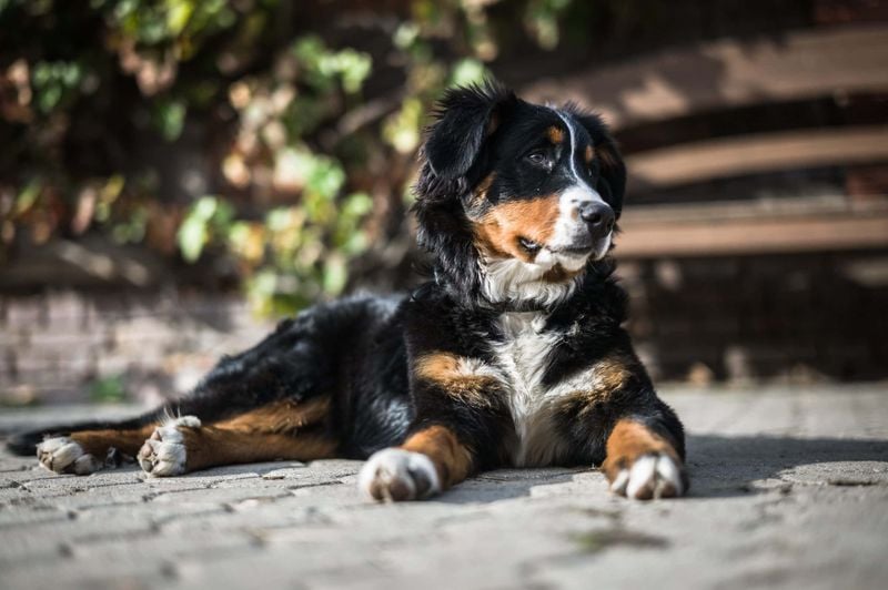 Bernese Mountain Dog: Gentle Giants with Calm Demeanors