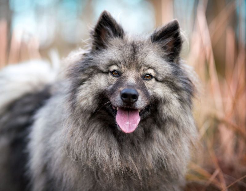 Keeshond: The Fluffy Friend