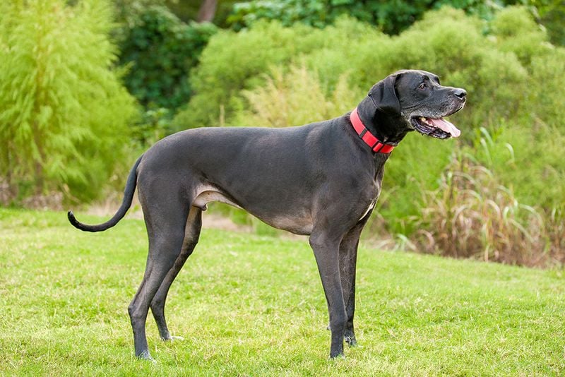 Great Dane – The Apollo of Dogs (238 PSI)