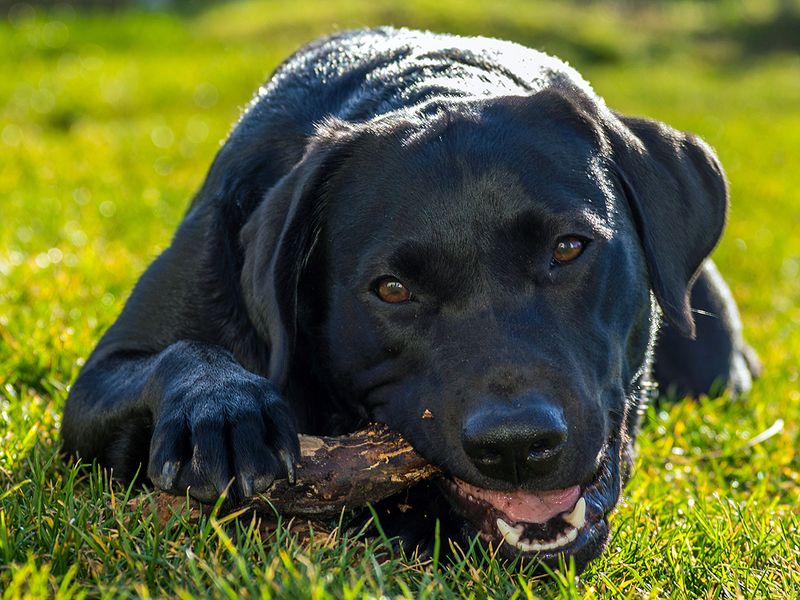 Labrador Retriever: The Emotional Anchor