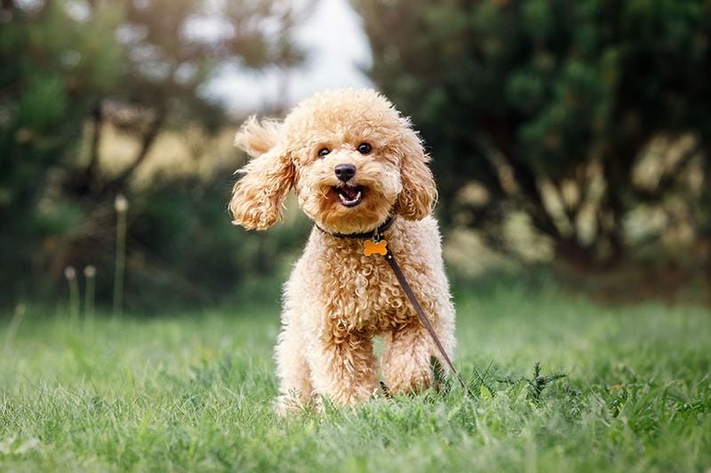 Poodle (Toy or Miniature)