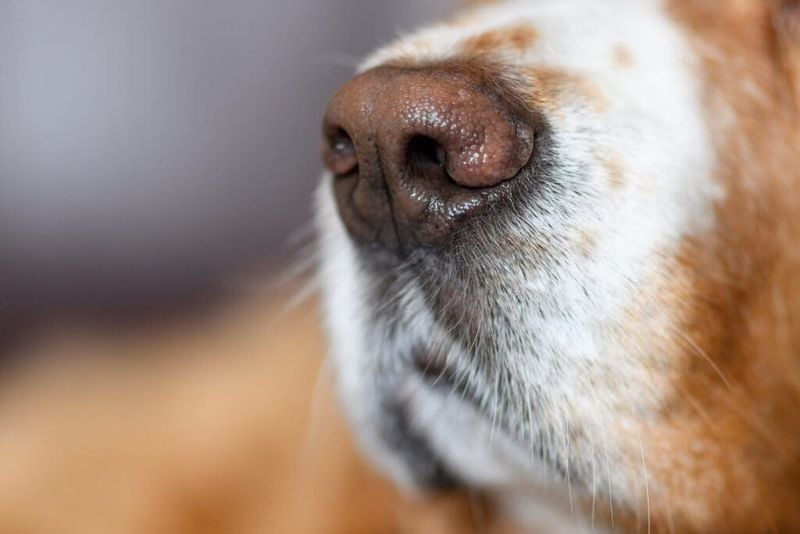 Dry Nose = Sick Dog