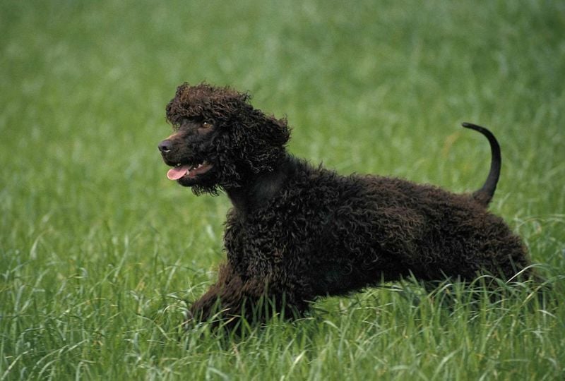 Irish Water Spaniel: The Curly-Coated Diver