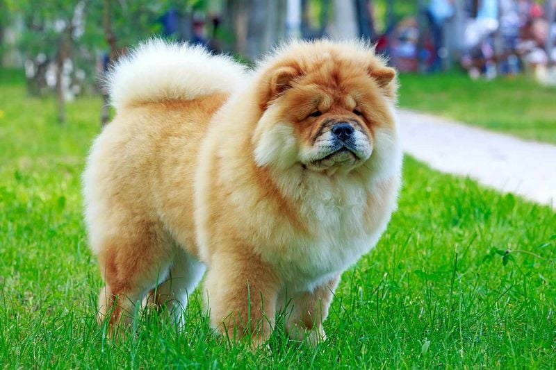 Chow Chow: The Dignified Teddy Bear