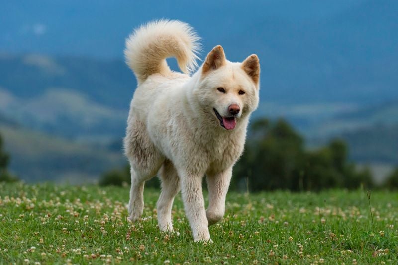 Akita Inu: Japan's Loyal Guardian