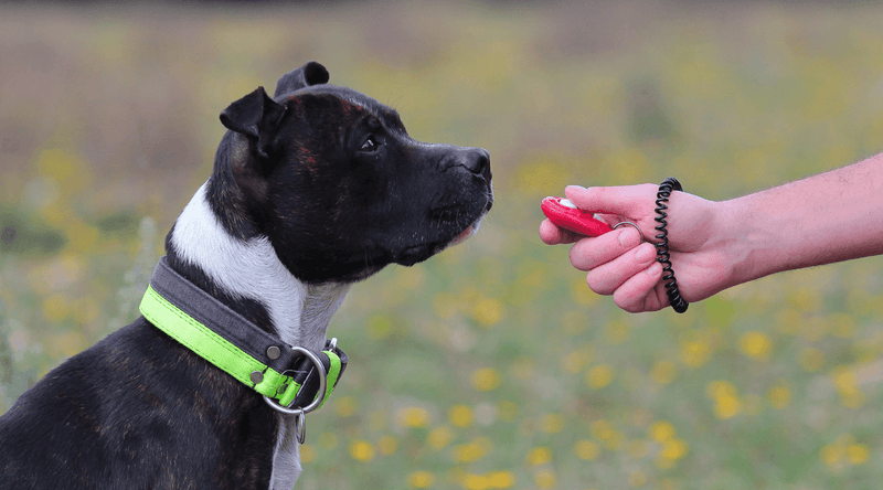 Train With Positive Reinforcement