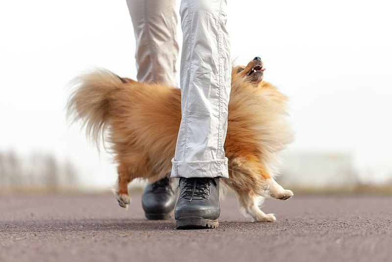 They Follow You from Room to Room