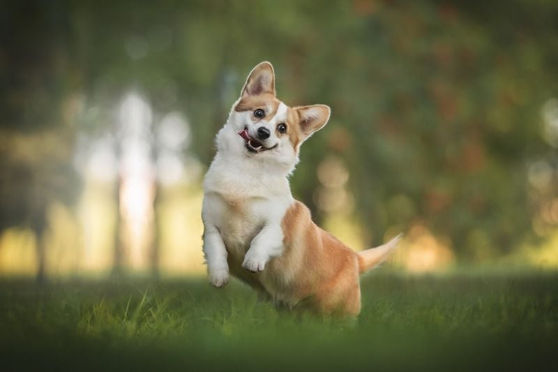 Pembroke Welsh Corgi: Short-Legged Bundles of Enthusiasm