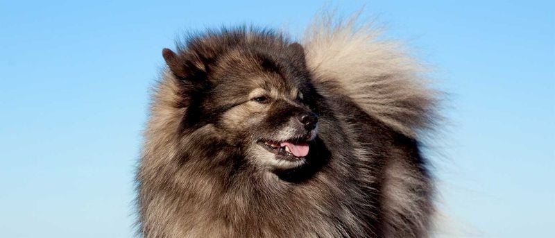 Keeshond: The Velcro Companion