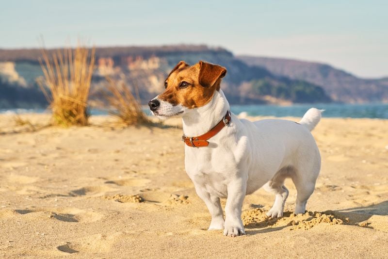 Jack Russell Terrier