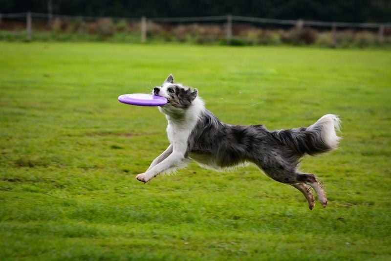 Border Collie: The Tireless Trail Blazer