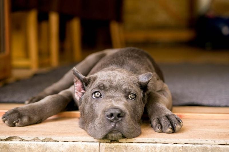 Cane Corso
