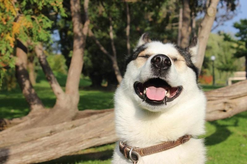 Makes You Laugh and Brings Joy