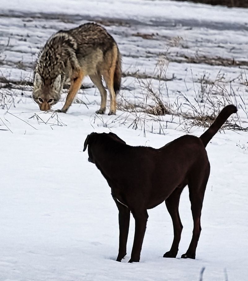 Avoid Letting Dogs Off-Leash in Unfenced Areas