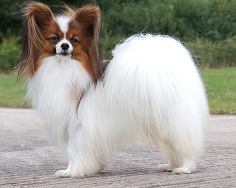 Papillon: The Butterfly-Eared Brainiac Who Needs Mental Challenges