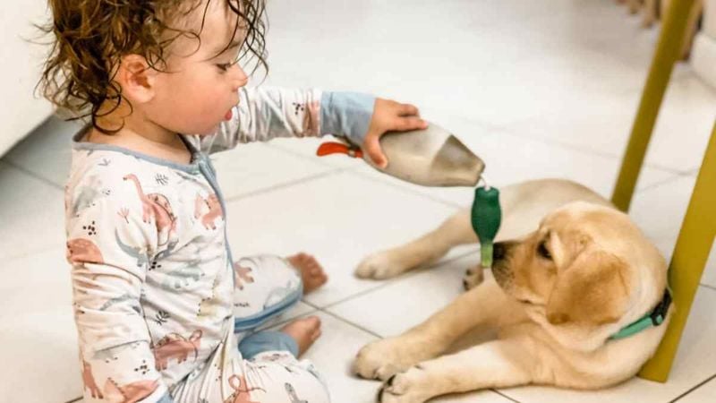 People Who Want a Dog to Entertain Their Kids