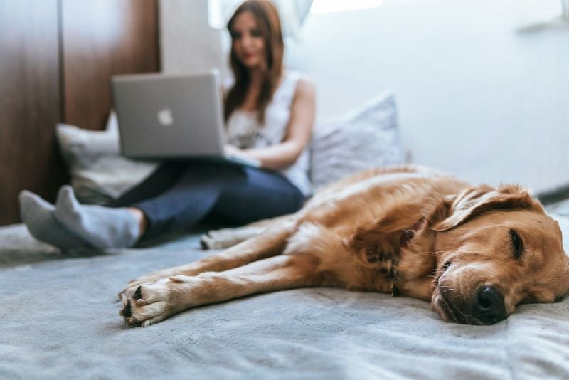 Velcro Dogs With Separation Anxiety