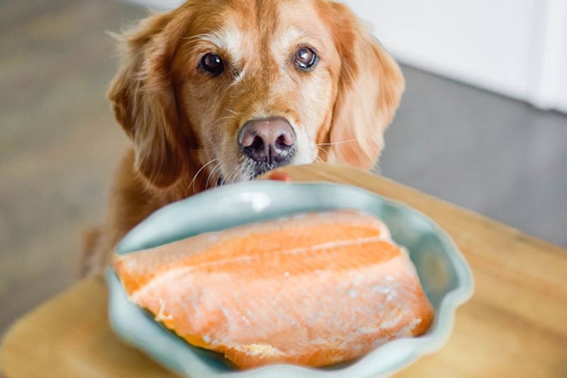 Salmon: The Brain-Boosting Fish