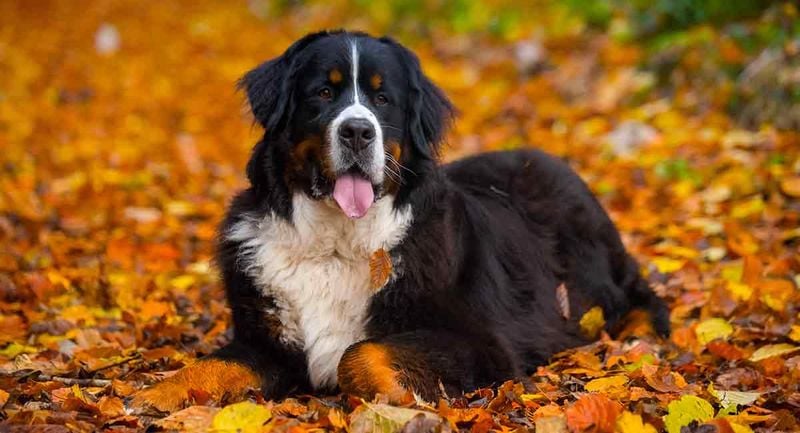 Bernese Mountain Dog