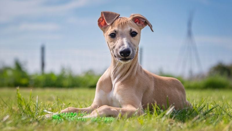 Whippet: The Affectionate Athlete