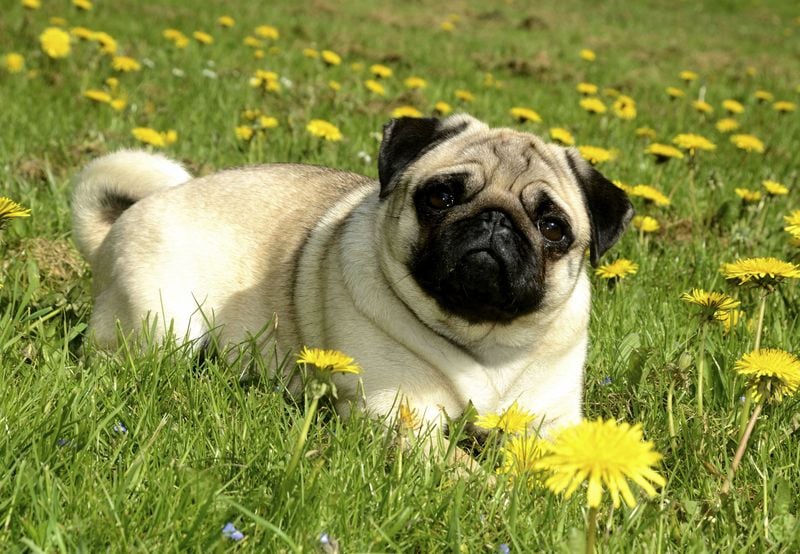 Pug