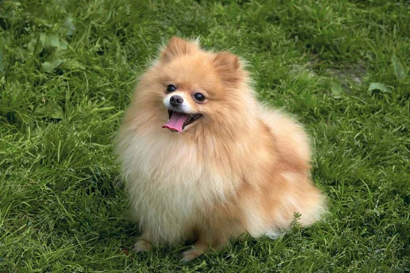 Pomeranian: Fluffy Fox Faces