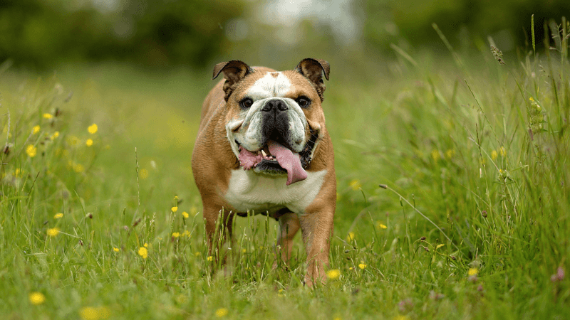 English Bulldog: The Peaceful Plodder