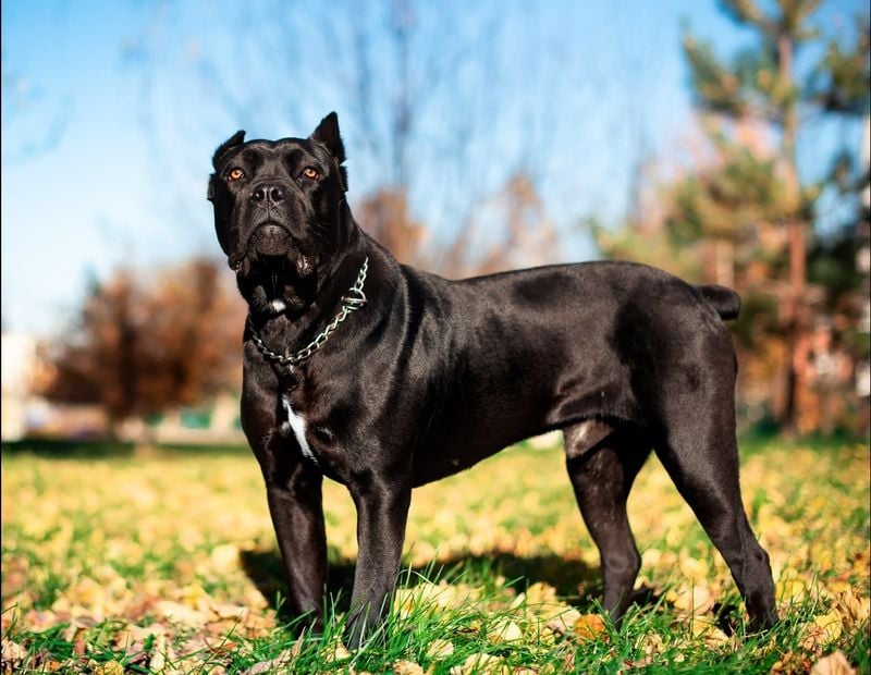 Cane Corso