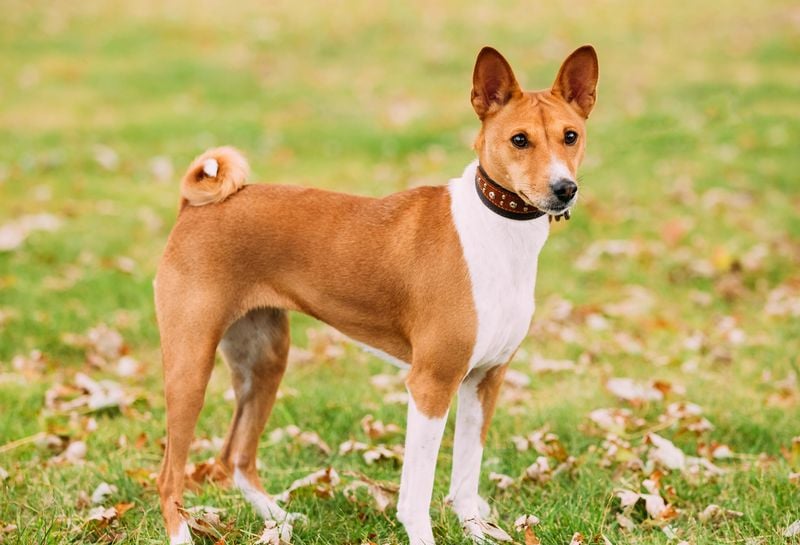 Basenji: The 