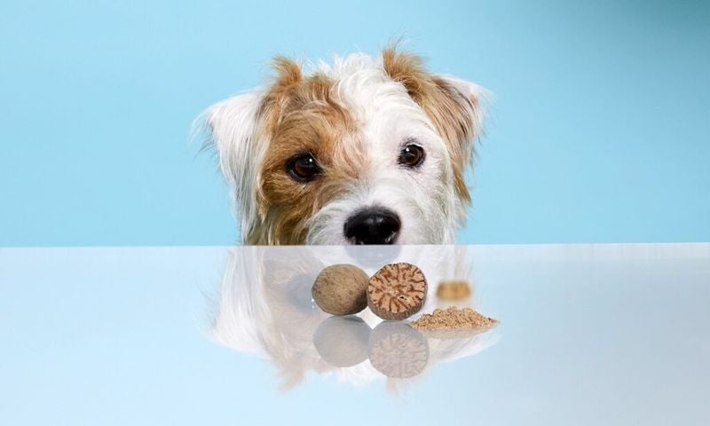 Nutmeg