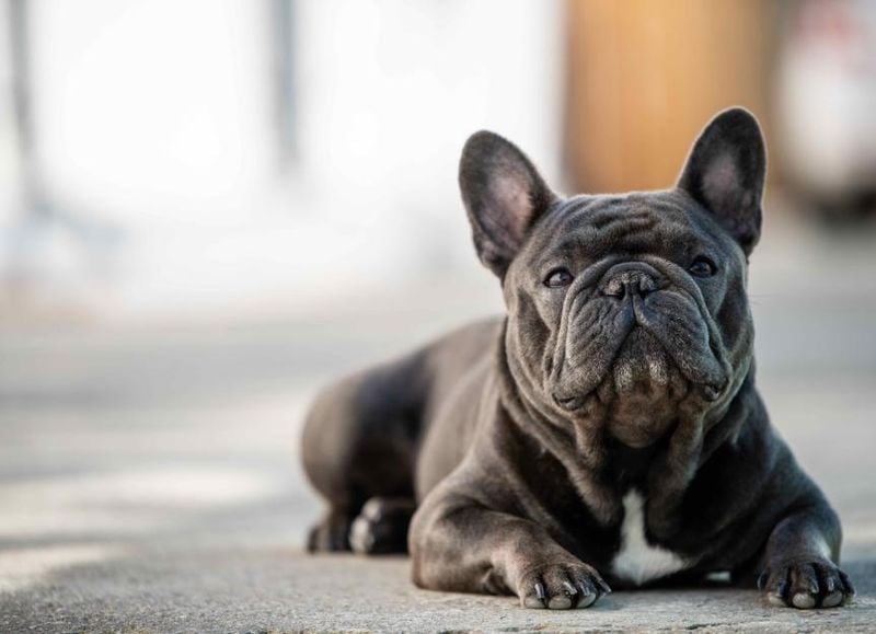 French Bulldog: The Flat-Faced Friend With Medical Needs