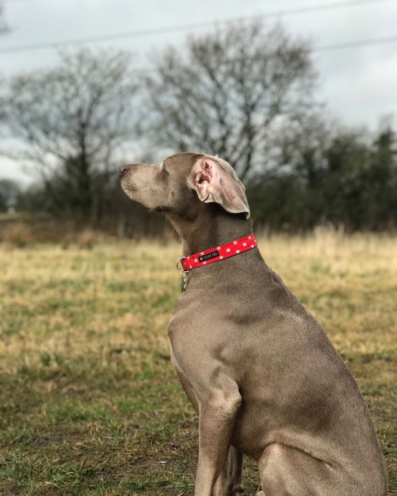Weimaraner