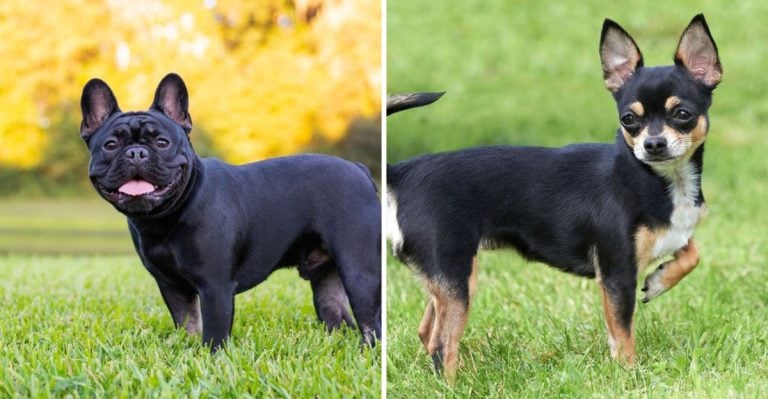 6 Dogs That Leave Us Too Early & 6 That Live for a Long Time