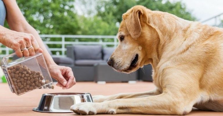 6 Healthy Feeding Habits That Extend Your Dog’s Lifespan