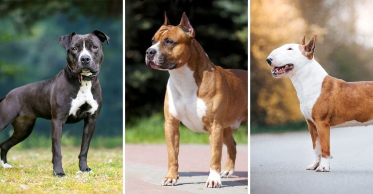6 Pit Bull Breeds You Need to Know (And How They’re Different)