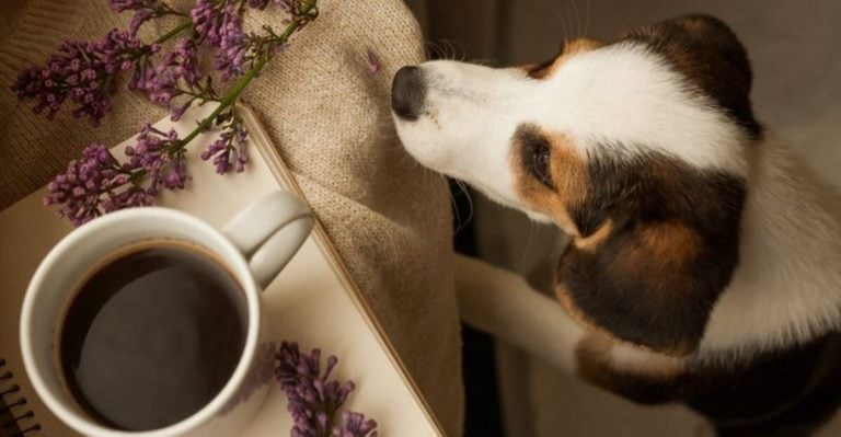6 Safe Sips for Dogs—and 5 You Should Dump Immediately