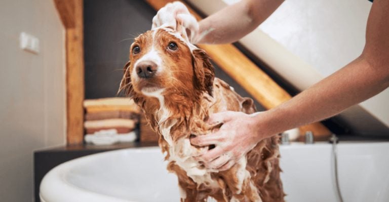 6 Things Drying Out Your Dog’s Skin Right Now (And How to Fix It)