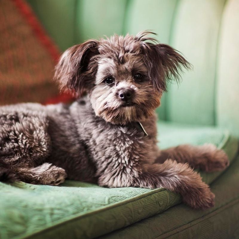 Yorkipoo: The Pint-Sized Personality