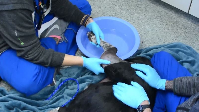 Epsom Salt Soaks for Paw Relief